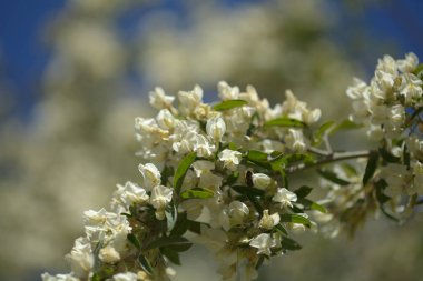 Gran Canaria 'dan Flora - Cytisus proliferus, Kanarya Adalarına özgü ağaç lucerne, doğal makro çiçekli arka plan