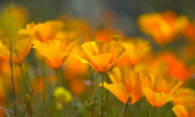 Gran Canaria 'dan Flora - Escholzia calizina, California gelinciği, doğal makro çiçekli bitki örtüsü ve istilacı türler