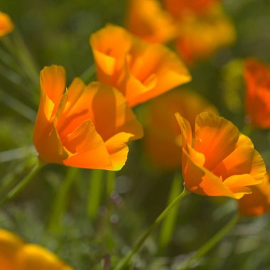 Gran Canaria 'dan Flora - Escholzia calizina, California gelinciği, doğal makro çiçekli bitki örtüsü ve istilacı türler