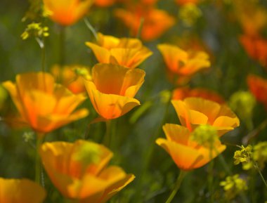 Gran Canaria 'dan Flora - Escholzia calizina, California gelinciği, doğal makro çiçekli bitki örtüsü ve istilacı türler