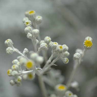 natural macro floral background with silver leaves Jacobaea maritima, commonly known as silver ragwort clipart