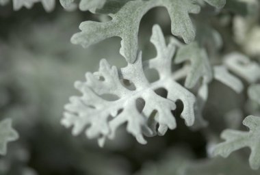 Gümüş yapraklı doğal makro çiçek arkaplanı Jacobaea maritima, yaygın olarak gümüş ragwort olarak bilinir.
