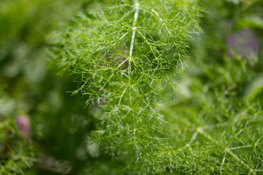 Gran Canaria 'dan Flora - çiçek açan Ferula Linkii, Kanarya Adalarına özgü dev kanarya Fennel