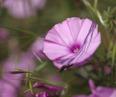 Gran Canaria 'dan Flora - Ipomoea pes-caprae, plaj sabahı zaferi doğal makro çiçekli arka plan