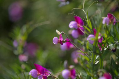 Gran Canaria 'dan Flora - Lathyrus clymenum, İspanyol vetchling doğal makro çiçekli arka plan
