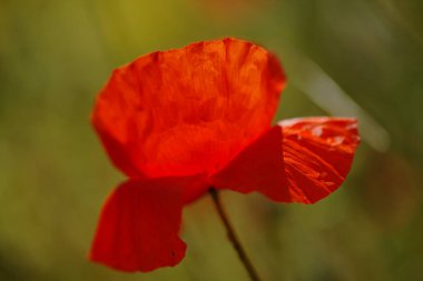 Gran Canaria 'dan Flora - Papaver rhoeas, beyaz arka planda izole edilmiş gelincik