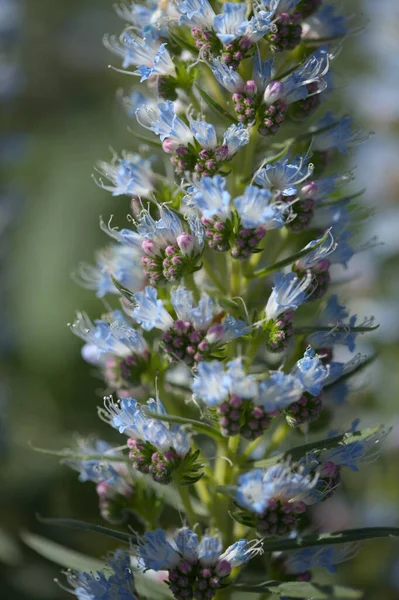 Flora Gran Canaria Echium Callithyrsum Bugloss Azul Gran Canaria Tenteniguada —  Fotos de Stock