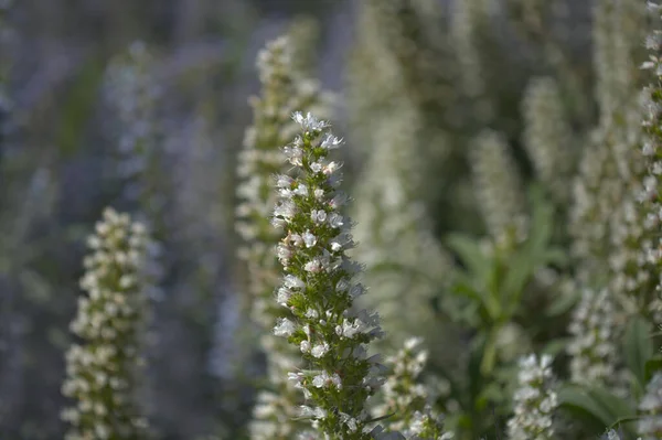 Flora Gran Canaria Echium Callithyrsum Bugloss Azul Gran Canaria Tenteniguada — Fotografia de Stock