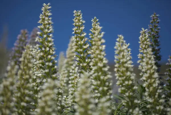 Flora Von Gran Canaria Echium Callithyrsum Blauer Glanz Von Gran — Stockfoto