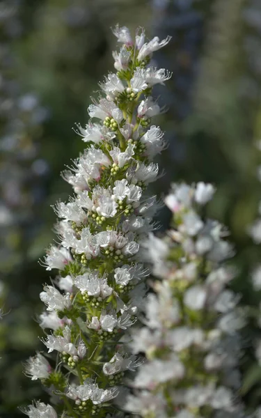 Flora Von Gran Canaria Echium Callithyrsum Blauer Glanz Von Gran — Stockfoto