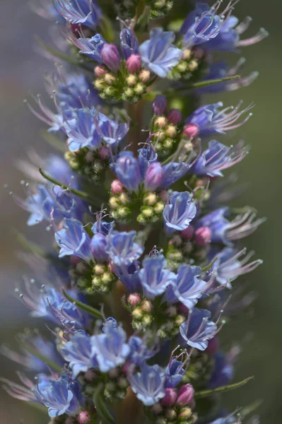 Flore Gran Canaria Echium Callithyrsum Bugloss Bleu Gran Canaria Tenteniguada — Photo