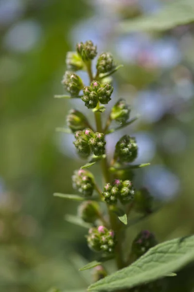 Flora Gran Canaria Echium Callithyrsum Blue Bugloss Gran Canaria Tenteniguada — Stock Photo, Image