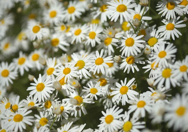 Flora Gran Canaria Argyranthemum Marguerite Daisy Endemic Canary Islands — Stock Photo, Image