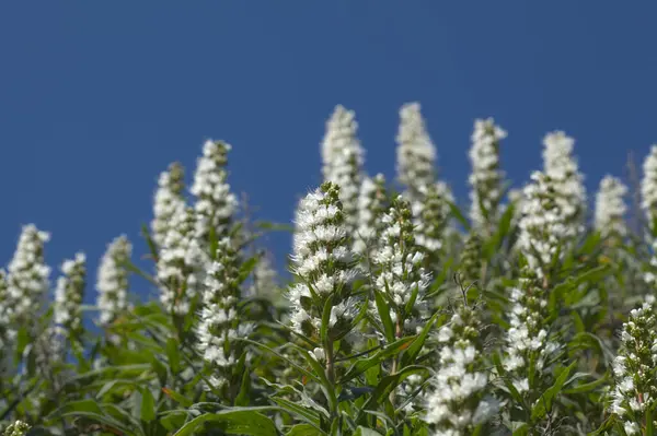 Gran Canaria Dan Flora Echium Callithyrsum Gran Canaria Nın Tenteniguada — Stok fotoğraf