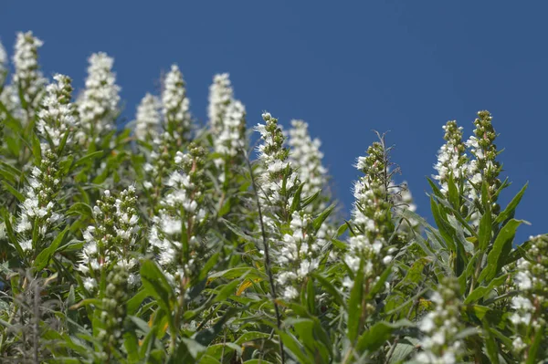 Flora Von Gran Canaria Echium Callithyrsum Blauer Glanz Von Gran — Stockfoto