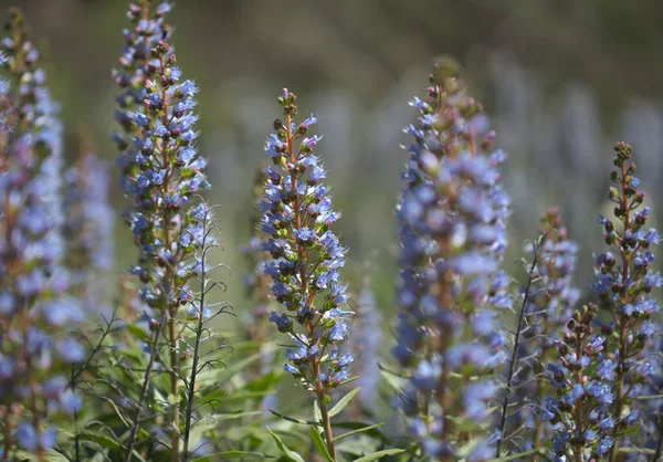 Flora Gran Canaria Echium Callithyrsum Bugloss Azul Gran Canaria Tenteniguada — Fotografia de Stock