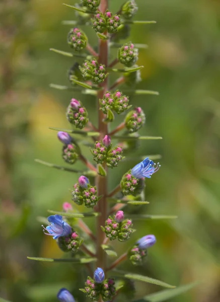 Flore Gran Canaria Echium Callithyrsum Bugloss Bleu Gran Canaria Tenteniguada — Photo