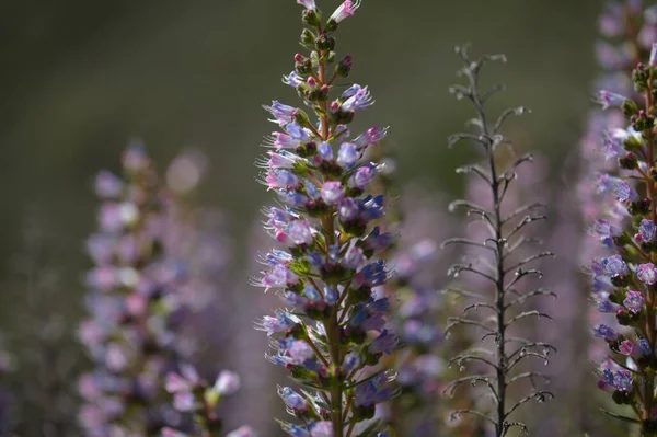 グラン カナリアの花 Echium Calythyrsum Blue Bugloss Gran Canaria Tentengemuada 固有で脆弱な植物自然マクロの花の背景 — ストック写真