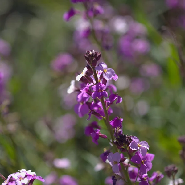 Flora Gran Canaria Lilac Flowers Crucifer Plants Erysimum Albescens Endemic — стокове фото