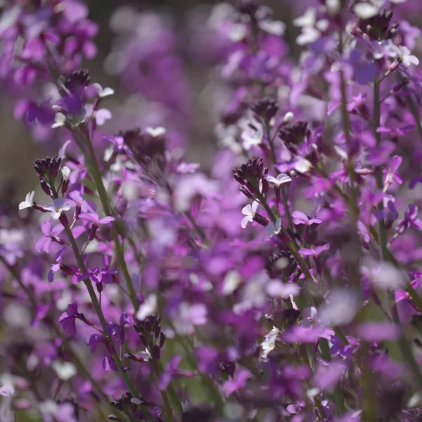 十字花科植物Erysimum Albescens的大加那利亚 丁香花植物 岛上特有的自然大花背景 — 图库照片