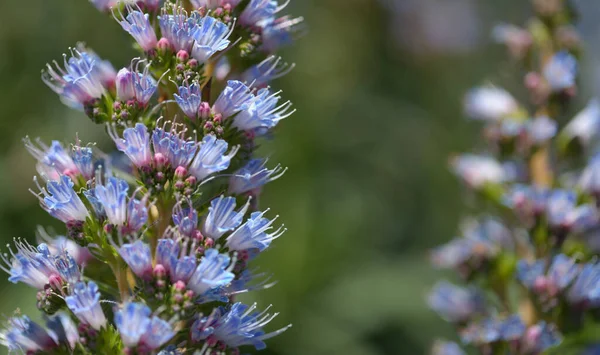 大加那利植物区系 大加那利植物区系 大加那利植物区系或Tenteniguada植物区系蓝色虫群 特有和脆弱的植物自然宏观植物区系背景 — 图库照片