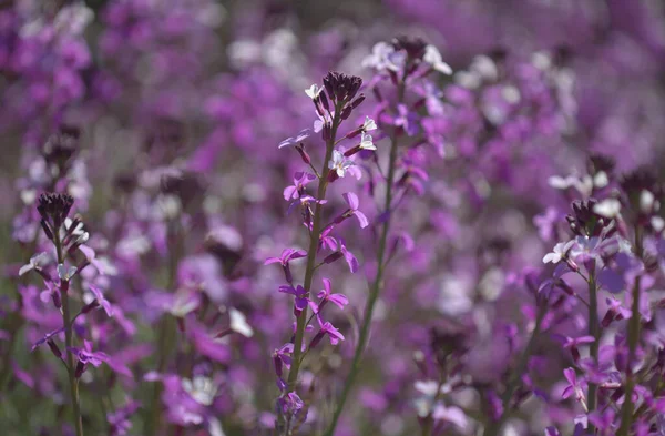 Flora Gran Canaria Flores Lilás Planta Crucífera Erysimum Albescens Endémica — Fotografia de Stock