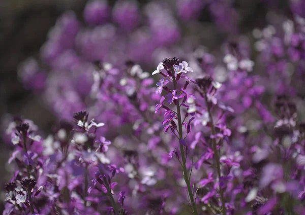 十字花科植物Erysimum Albescens的大加那利亚 丁香花植物 岛上特有的自然大花背景 — 图库照片