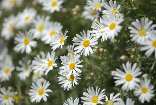 Flora Gran Canaria Argyranthemum Marguerite Daisy Endemic Canary Islands — Stock Photo, Image