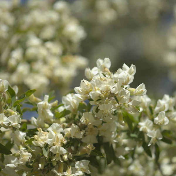 大加那利植物 Cytisus Proliferation Tree Lucerne Endemic Canary Islands Natural Macro — 图库照片