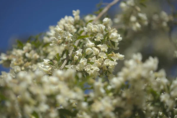 Flora Gran Canaria Cytisus Proliferus Tree Lucerne Endemic Canary Islands — стокове фото