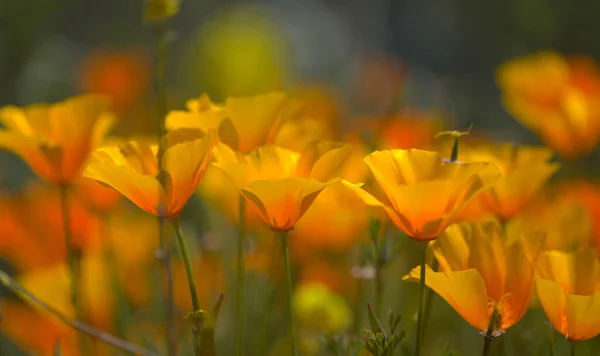 Flora Gran Canaria Eschscholzia Californica Amapola California Especies Introducidas Invasoras —  Fotos de Stock