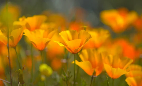 Flora Gran Canaria Eschscholzia Californica Papoula Califórnia Introduziu Invasor Espécies — Fotografia de Stock