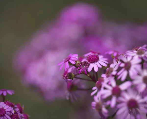 Flora Gran Canaria Magenta Blommor Pericallis Webbii Endemisk Till Naturlig — Stockfoto