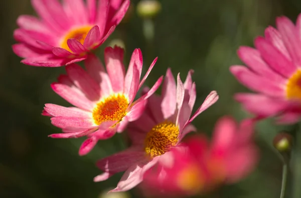 Kwiaty Argyranthemum Marguerite Daisy Endemiczne Dla Wysp Kanaryjskich Różowe Żółte — Zdjęcie stockowe