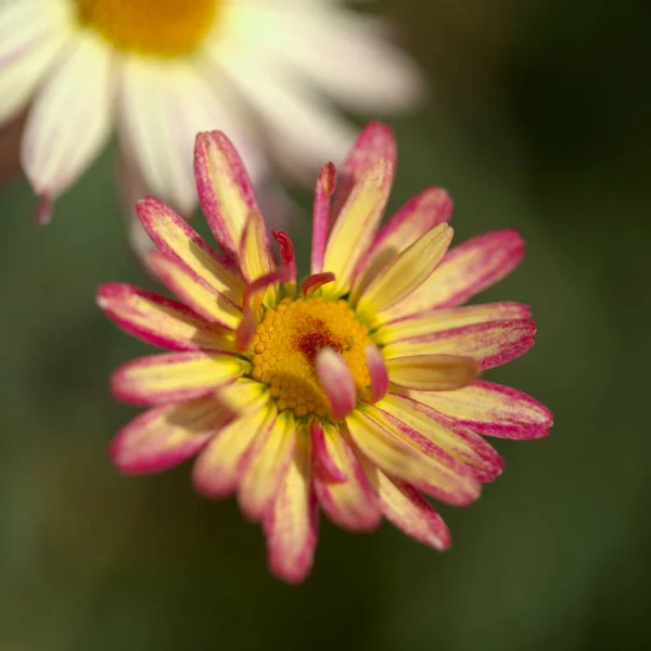 Flores Argyranthemum Marguerite Margarida Endémica Das Ilhas Canárias Rosa Amarelo — Fotografia de Stock