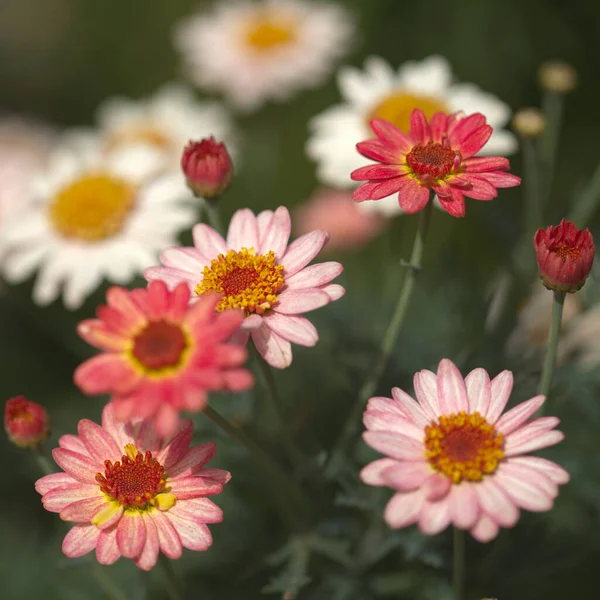 Kwiaty Argyranthemum Marguerite Daisy Endemiczne Dla Wysp Kanaryjskich Różowe Żółte — Zdjęcie stockowe