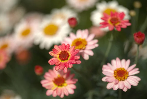 Kwiaty Argyranthemum Marguerite Daisy Endemiczne Dla Wysp Kanaryjskich Różowe Żółte — Zdjęcie stockowe