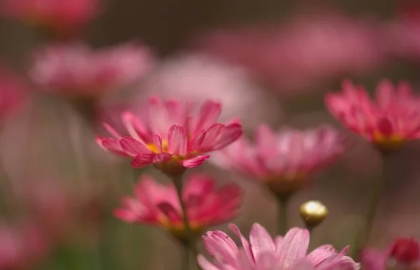 Virágok Argyranthemum Marguerite Százszorszép Endemikus Kanári Szigeteken Rózsaszín Sárga Kerti — Stock Fotó