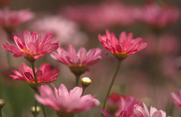 Fiori Argyranthemum Margherita Marguerite Endemica Delle Isole Canarie Varietà Giardino — Foto Stock