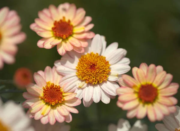 Flores Argyranthemum Margarita Margarita Endémica Canarias Variedad Jardín Rosa Amarillo —  Fotos de Stock