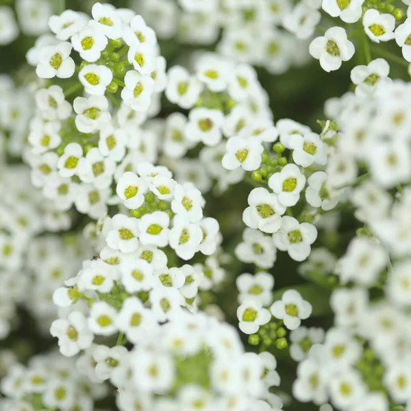 Flowering Garden Variety Lobularia Maritima Sweet Alyssum Natural Macro Floral — Stock Photo, Image