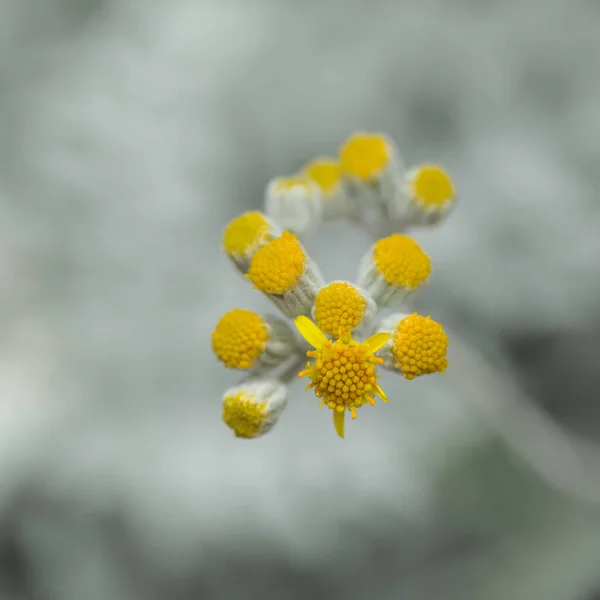 Naturalne Makro Kwiatowe Tło Liśćmi Srebra Jacobaea Maritima Powszechnie Znane — Zdjęcie stockowe