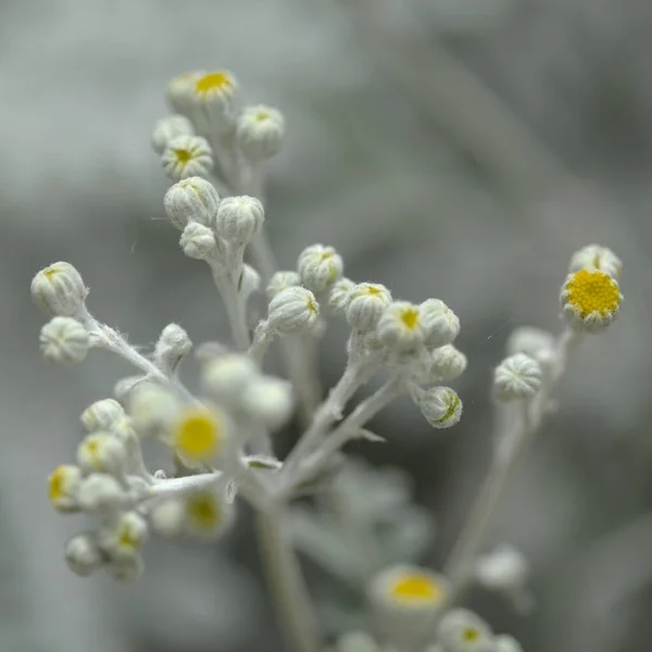 Natuurlijke Macro Bloemenachtergrond Met Zilveren Bladeren Jacobaea Maritima Algemeen Bekend — Stockfoto