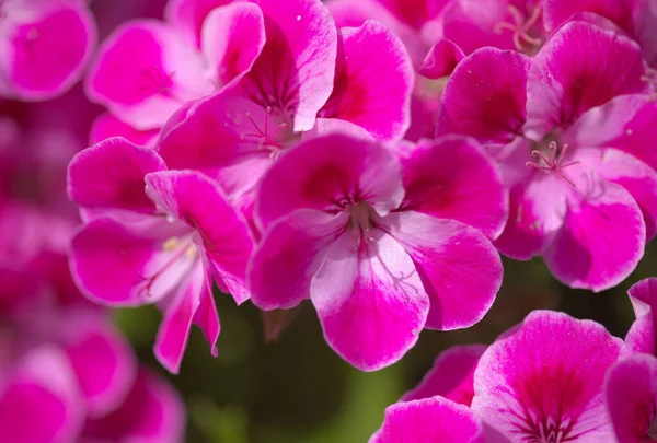 Różowy Ogród Hybrydowy Pelargonium Często Nazywany Geranium Naturalne Tło Makrokwiatowe — Zdjęcie stockowe