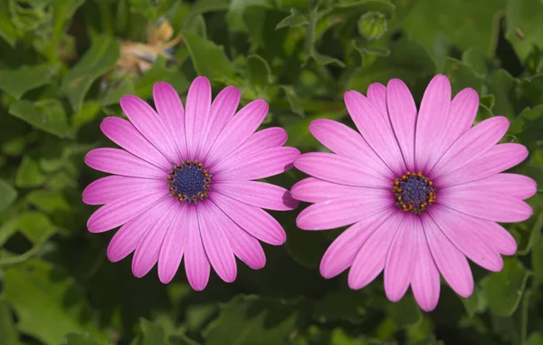 Fioritura Osteospermum Margherita Africana Sfondo Floreale Naturale — Foto Stock