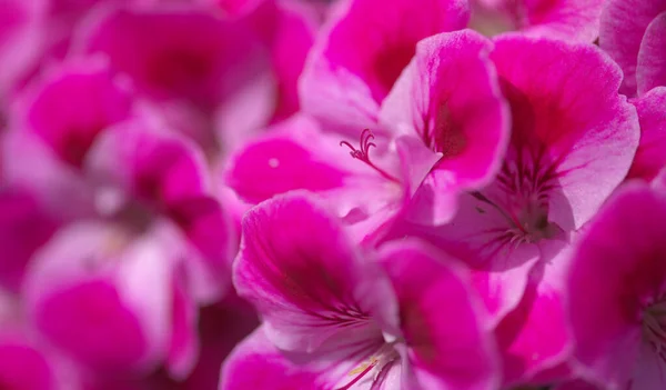Różowy Ogród Hybrydowy Pelargonium Często Nazywany Geranium Naturalne Tło Makrokwiatowe — Zdjęcie stockowe