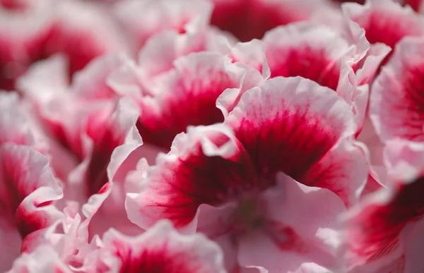 Pink Hybrid Garden Pelargonium Often Called Geranium Natural Macro Floral — Stock Photo, Image