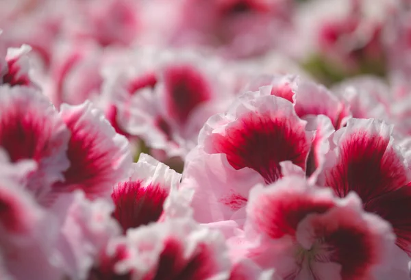 Pink Hybrid Garden Pelargonium Often Called Geranium Natural Macro Floral — Stock Photo, Image