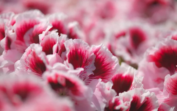 Pink Hybrid Garden Pelargonium Often Called Geranium Natural Macro Floral — Stock Photo, Image