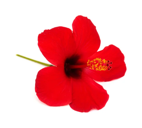 Single Bright Red Showy Exotic Hibiscus Flower Isolated White Background — Stock Photo, Image